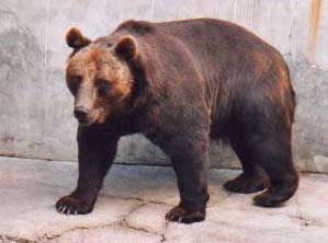 Medved
